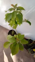 Vendo planta de paltare