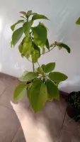 Vendo planta de paltare